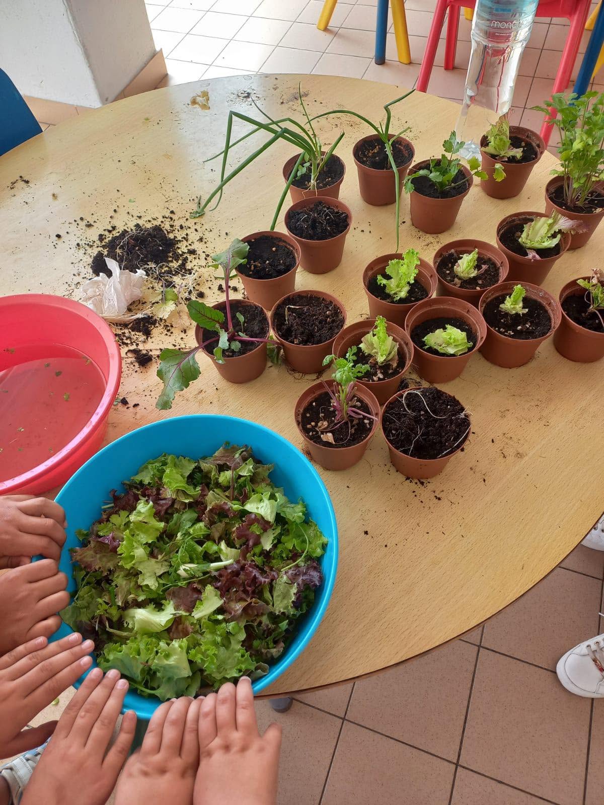 Horta escolar
